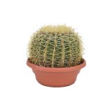 KAKTUS TAŠČIN SEDEŽ L23