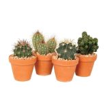 KAKTUS V GLINENEM LONCU L13