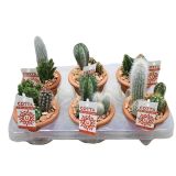 KAKTUS V GLINENI POSODI L11