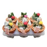 KAKTUS V GLINENI POSODI L13