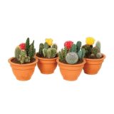 KAKTUS V GLINENI POSODI L13