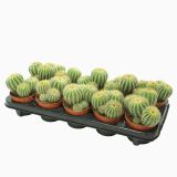 KAKTUS WARASII L10.5