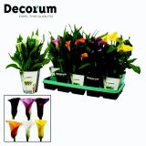 CVETOČA SOBNA RASTLINA KALA L12