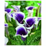 POLETI CVETOČA ČEBULICA HOLLAND BULB MARKET KALA PICASSO