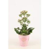 KALANHOJA FEMININE PINK L14