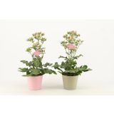 KALANHOJA FEMININE PINK L14