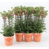 KALANHOJA LUCKY BELLS L14 CM