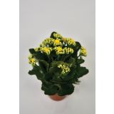 KALANHOJA MIX L10.5 43595