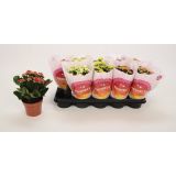 KALANHOJA MIX 6 BARV L12 VIŠ 25CM