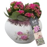 KALANHOJA PTVMB2270 ARANŽMA L15 CM