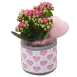 KALANHOJA PTVMB2301 ARANŽMA L8 CM