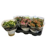 KALANHOJA ROYALE DON MIX L15