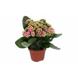 KALANHOJA ROYALE DON MIX L15