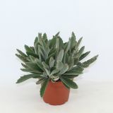 KALANHOJA TOMENTOSA L14