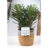 KALANHOJA V PLETENI KOŠARI L12