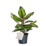 KALATEJA BEAUTY STAR FELDBORG L11