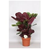 KALATEJA MEDALLION L24