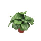 KALATEJA ORBIFOLIA L27