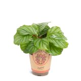 KALATEJA ORBIFOLIA L11 CM