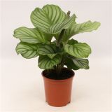 KALATEJA ORBIFOLIA L14