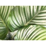 KALATEJA ORBIFOLIA L14