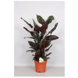 KALATEJA ORNATA ORBIFOLIA L24