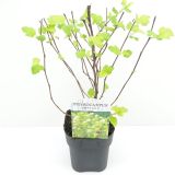 CVETOČA GRMOVNICA KALINOLISTNI POKALEC DART'S GOLD L17