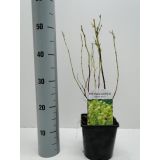 CVETOČA GRMOVNICA KALINOLISTNI POKALEC DART'S GOLD L17