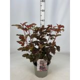 GRM KALINOLISTNI POKALEC LADY IN RED L19