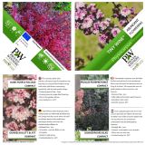 CVETOČA GRMOVNICA KALINOLISTNI POKALEC TINY WINE L19