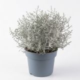 KALOCEFALUS L10.5CM