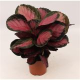 KALATEJA CRIMSON L14