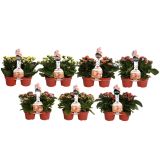 KALANHOJA MIX DUO L12