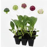 KAPUSNICE BROKOLI 6 KOS