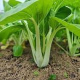 KAPUSNICE PEKINŠKO ZELJE PAK CHOI KULTIPAK 6/1