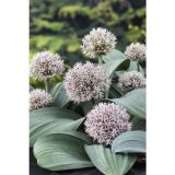 VODNE RASTLINE KARATAVSKI LUK L 9