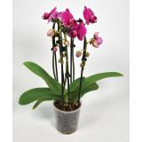 ORHIDEJA KASKADNA 3STEB L12