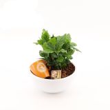 KAVA COFFEA ARABICA V OKRAS. SKLEDI L19 CM