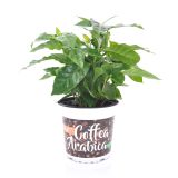 KAVA KAVOVEC BAENS L12