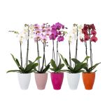 KERAMIČNI NOTRANJI LONEC CARLY 130 ORANŽEN GLOSS 129X166MM ZA ORHIDEJE L12