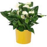 KERAMIČNI NOTRANJI LONEC EVA 150 RUMEN GLOSS 150X131 MM ZA L13 ALI 14