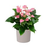 KERAMIČNI NOTRANJI LONEC EVA 150 SIV GLOSS 150X131 MM ZA L13 ALI 14