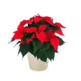 KERAMIČNI NOTRANJI LONEC LINDA 130 SMETANA PEARL 136X118 MM ZA L11 ALI 12