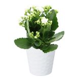 KERAMIČNI NOTRANJI LONEC LINDA 134 BEL GLOSS 134X127 ZA L11 ALI 12