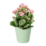 KERAMIČNI NOTRANJI LONEC LINDA 134 MINT GLOSS 134X127 ZA L11 ALI 12