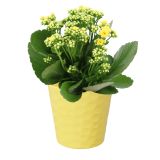 KERAMIČNI NOTRANJI LONEC LINDA 134 RUMEN GLOSS 134X127 ZA L11 ALI 12