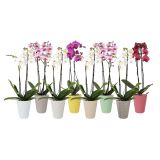 KERAMIČNI NOTRANJI LONEC LINDA 140 LIMONA GLOSS 139X167MM ZA ORHIDEJE L12