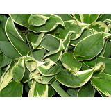 SOBNA ZELENA RASTLINA KIJEVKA CONGA L12