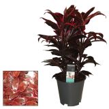 SOBNA ZELENA RASTLINA KIJEVKA L12