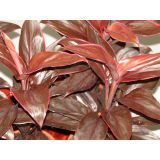 SOBNA ZELENA RASTLINA KIJEVKA L12